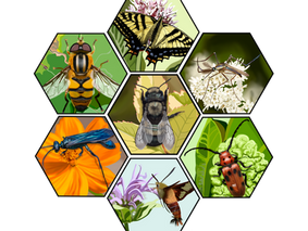 Pennsylvania Pollinators