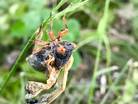 Poor little cicada
