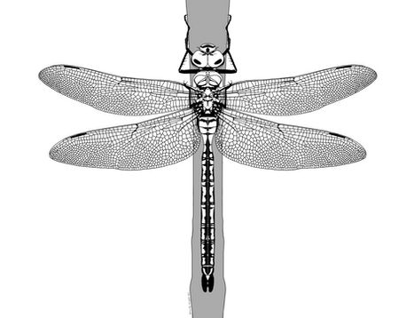 New #CoBioArt Post - Is it a dragonfly or a damselfly?