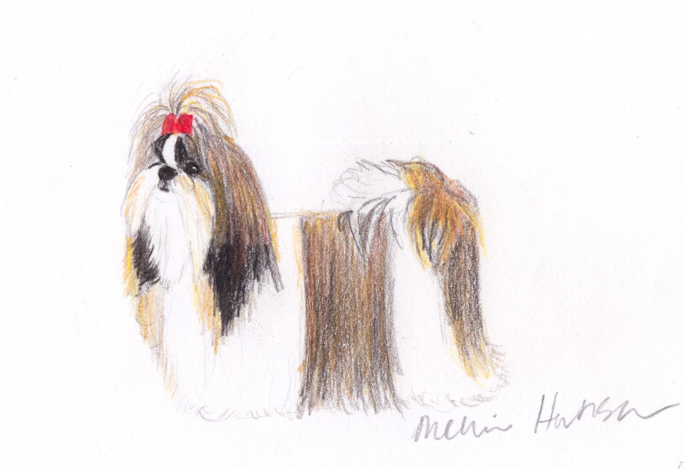 Shih Tzu (adult multicolored) Artwork