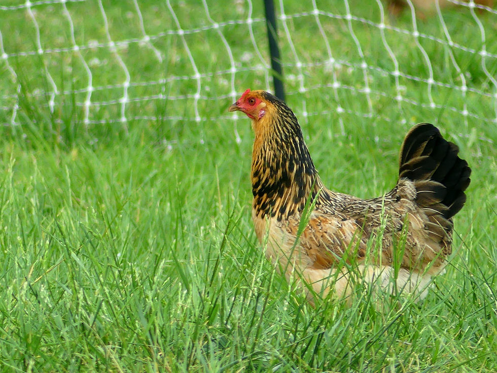 chicken on pasture