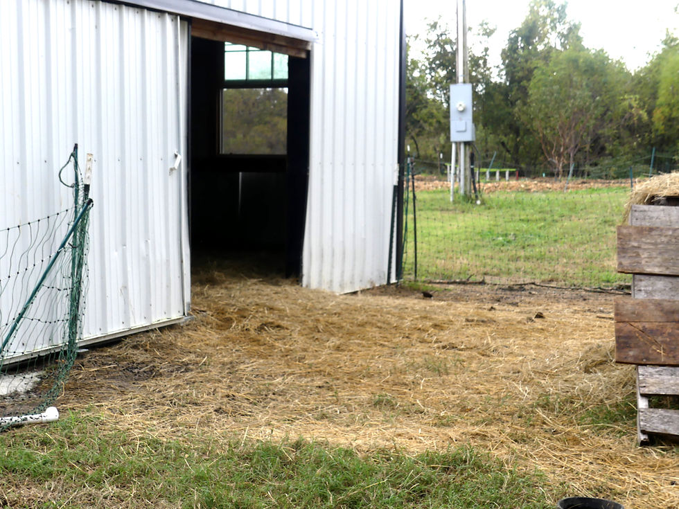 The place in front of the barn covered in hay gets pretty squishy when it rains in the winter.