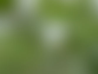 Harvesting Your Own Pecans