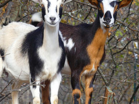 Assessing our Goat Herd