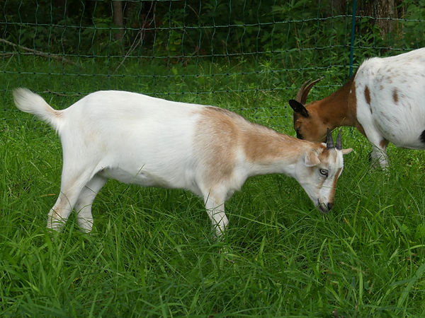 P1460471_edited.jpg