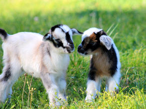 Avoiding Scams when Selling or Buying Animals