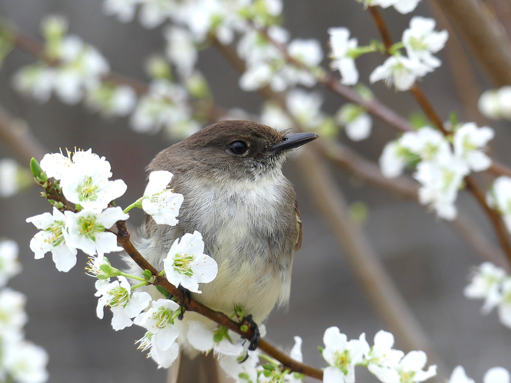 April Spring Bird Early Spring Update