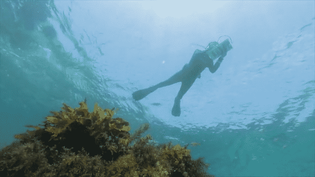 SEAWEED_HOODIE_V004.mp4-low (1).gif