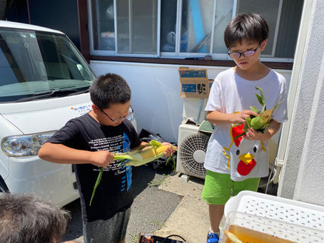 とうもろこしイベント🌽