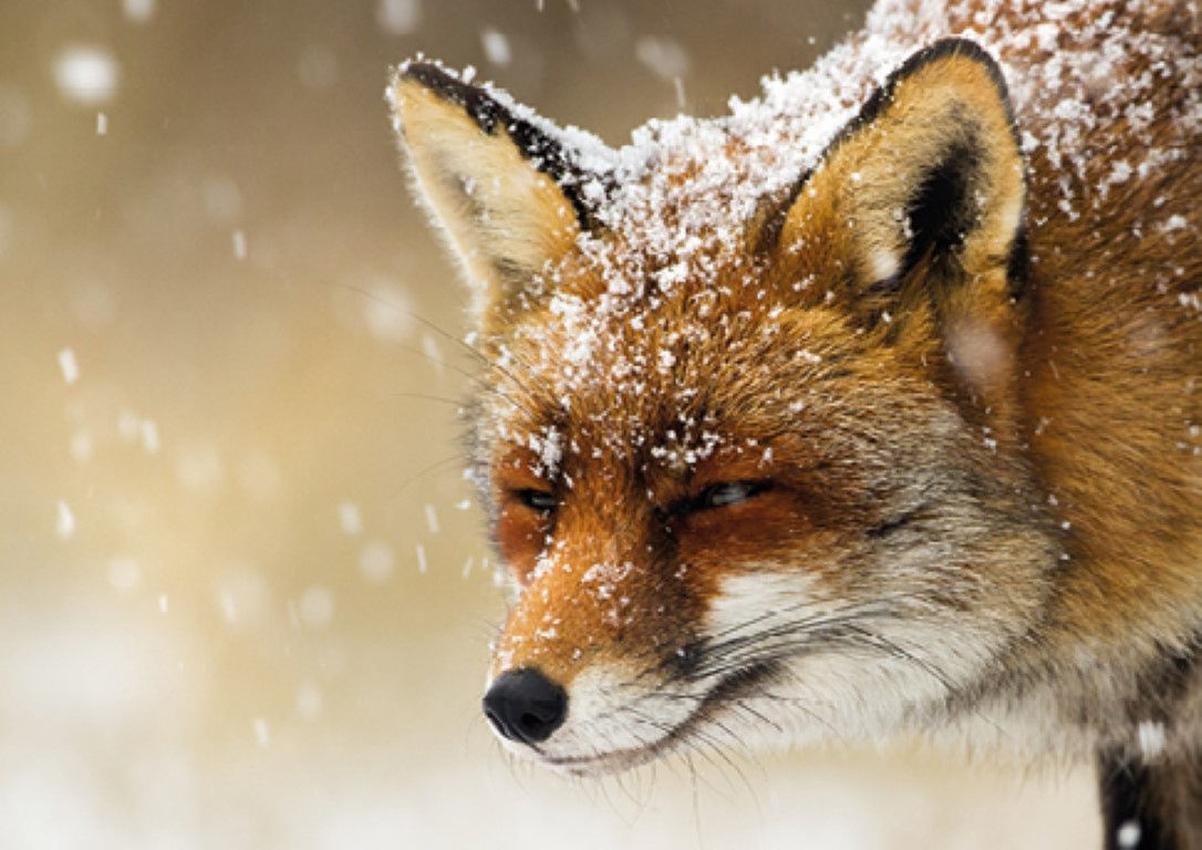 19116 Snowy Fox