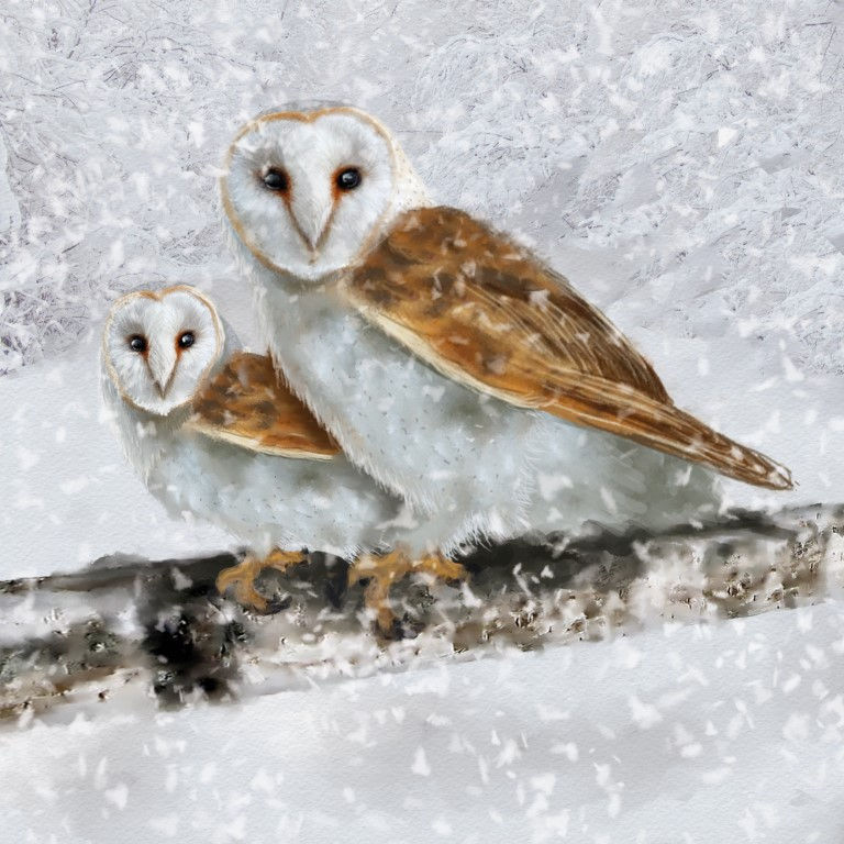 18004 Snowy Owls