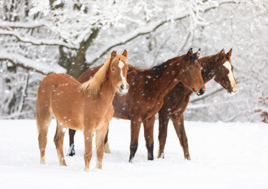 19119 Horses in Snow