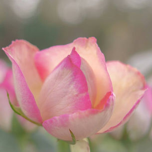 Святое Успение Богородицы