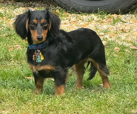 Black and tan long haired dachshund standing in grass.