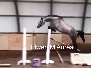 elwen.jpg