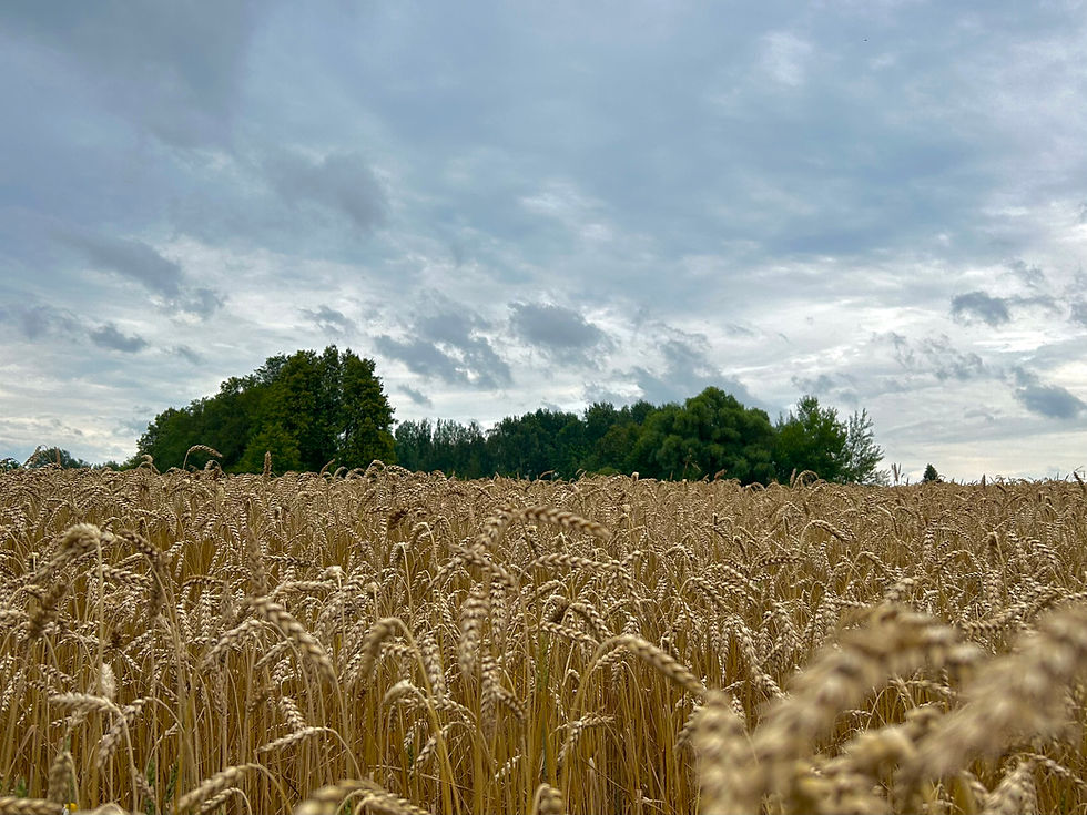 Javų laukas Biržų rajone