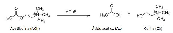 Hidrlise_da_ACh_pela_AChE.jpg