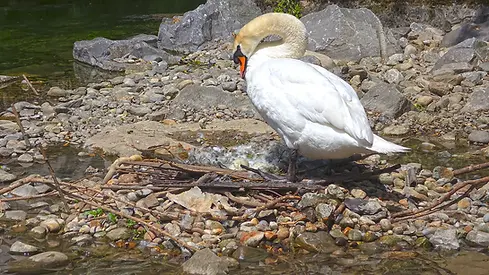 schwan1.webp