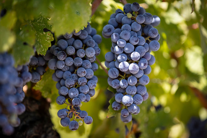 wine-date-shiraz-grapes-syrah-grapes-ripening-on-the-vine.jpg
