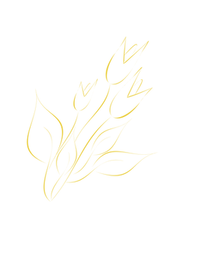 Tulipa-2.png