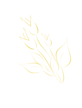 Tulipa-2_edited.png