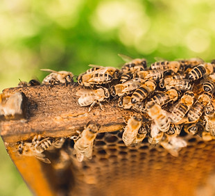 Honey Bees Square.jpg