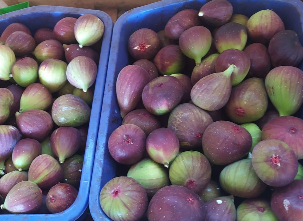 Buah Tin / Ara