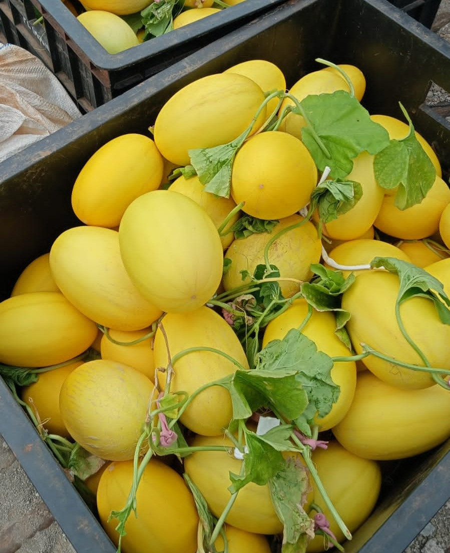 Golden Melon