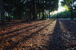 Gulf Shores, Alabama, USA