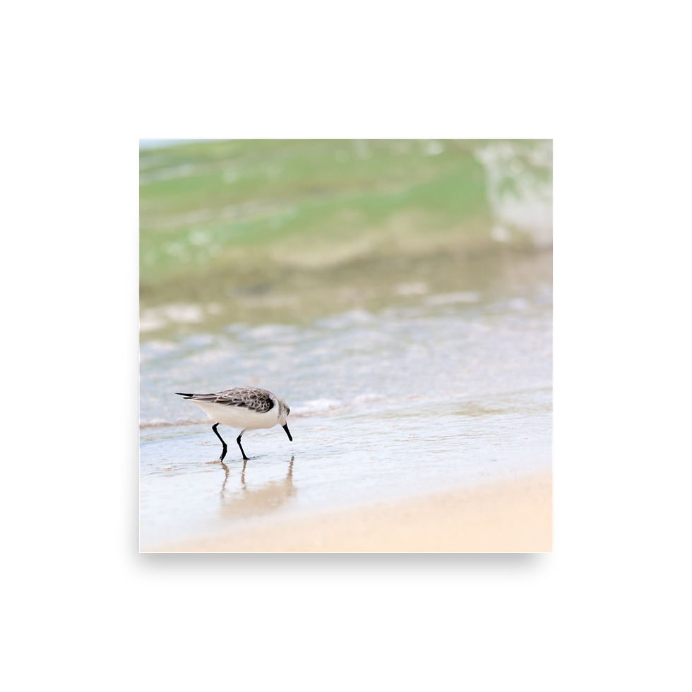 Thumbnail: Sanderling - Holmes Beach