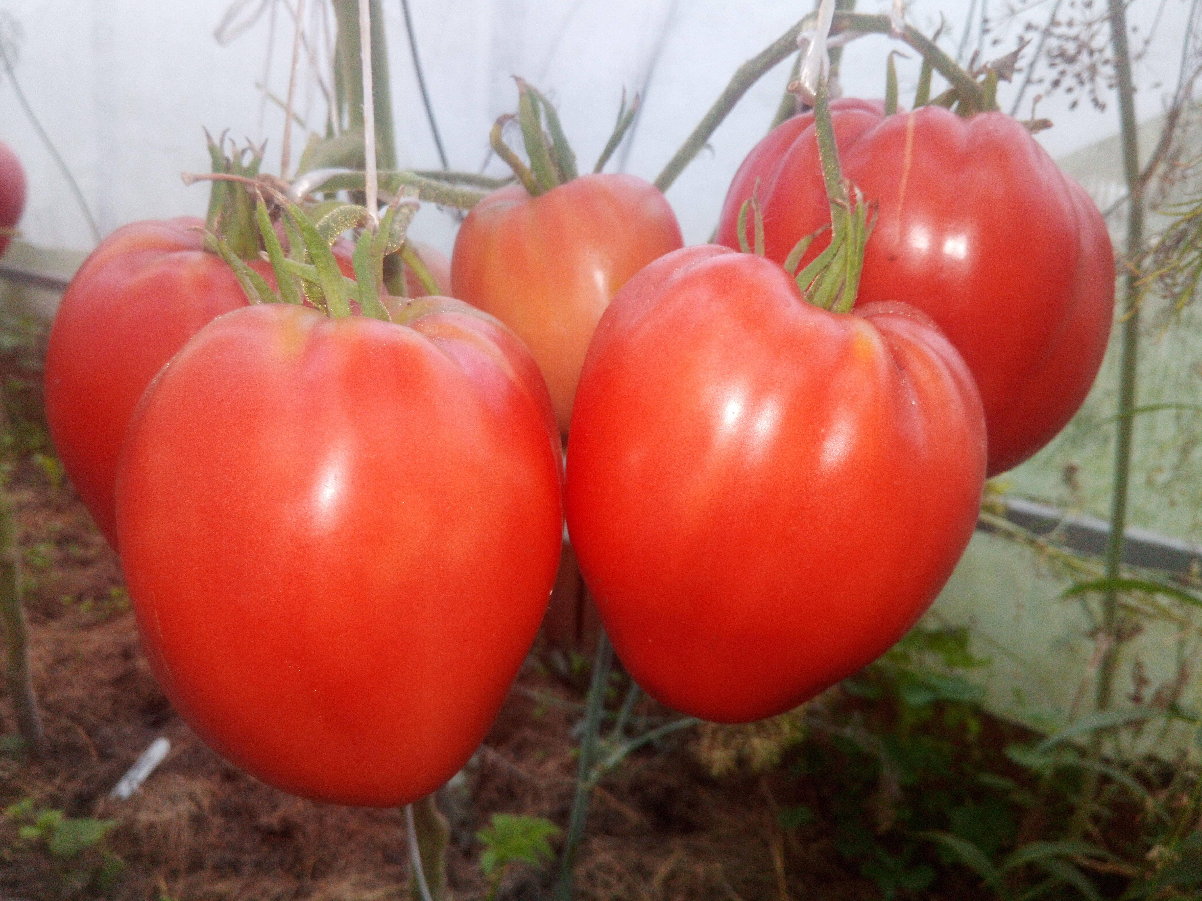 Медовые сердца