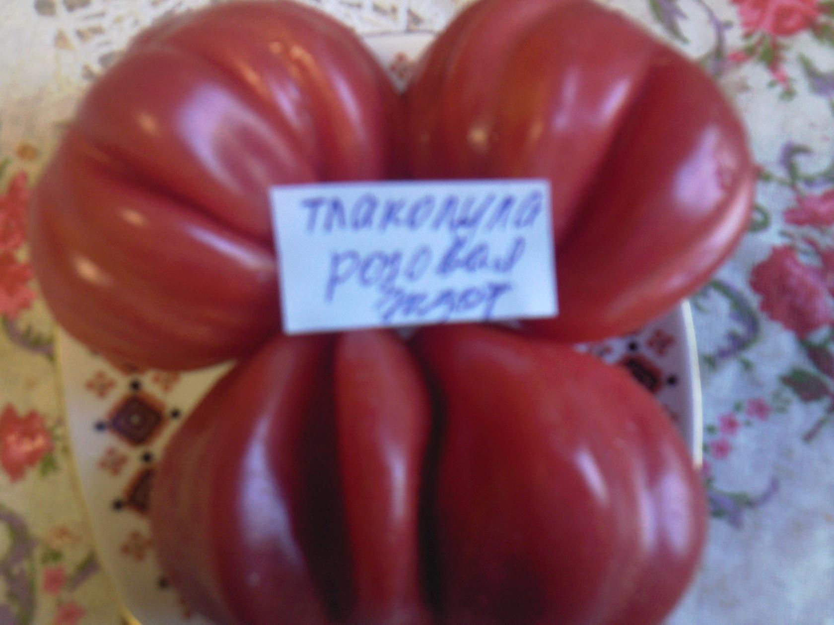 Тлаколула розовая