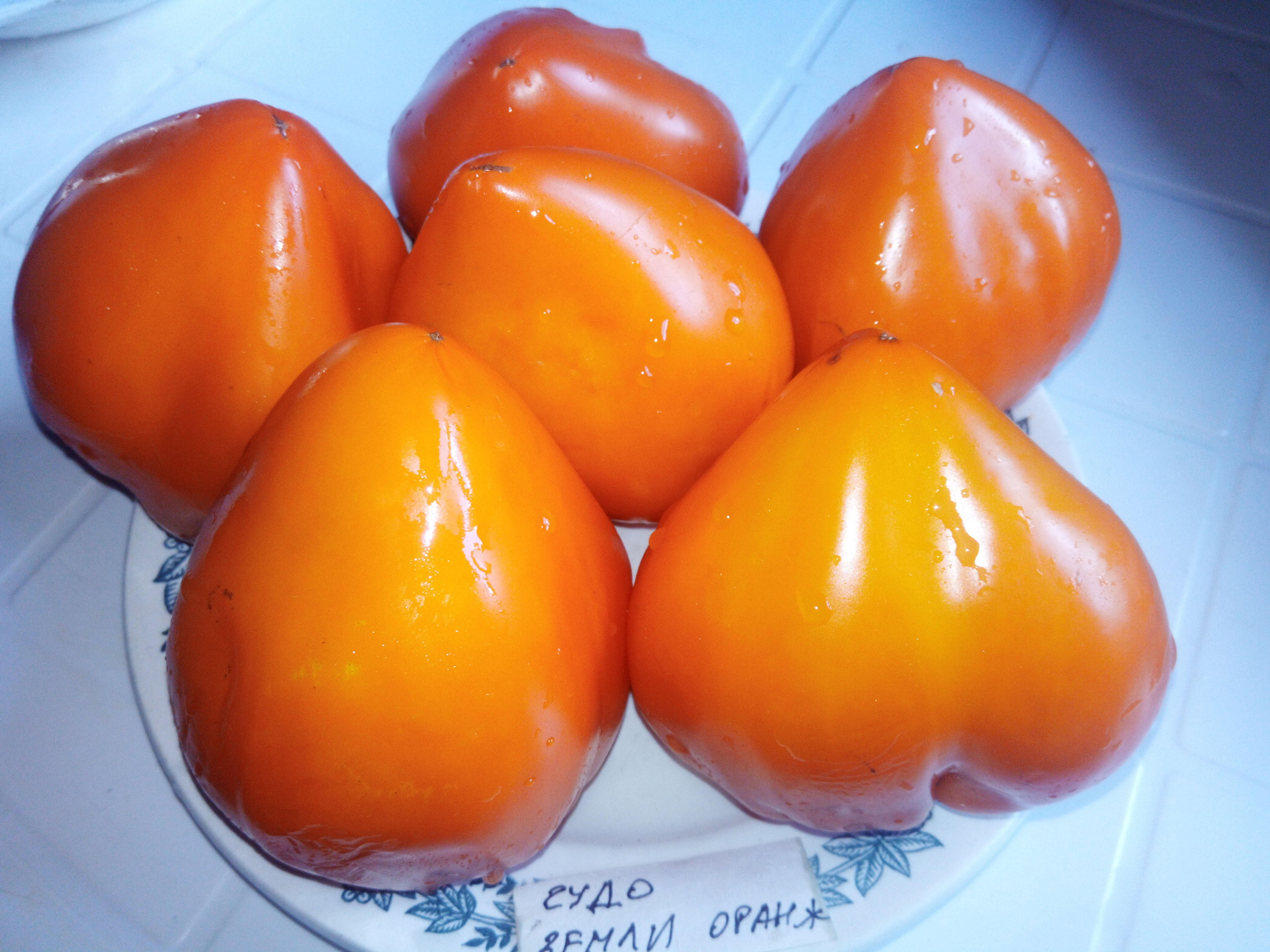 Чудо земли оранжевое