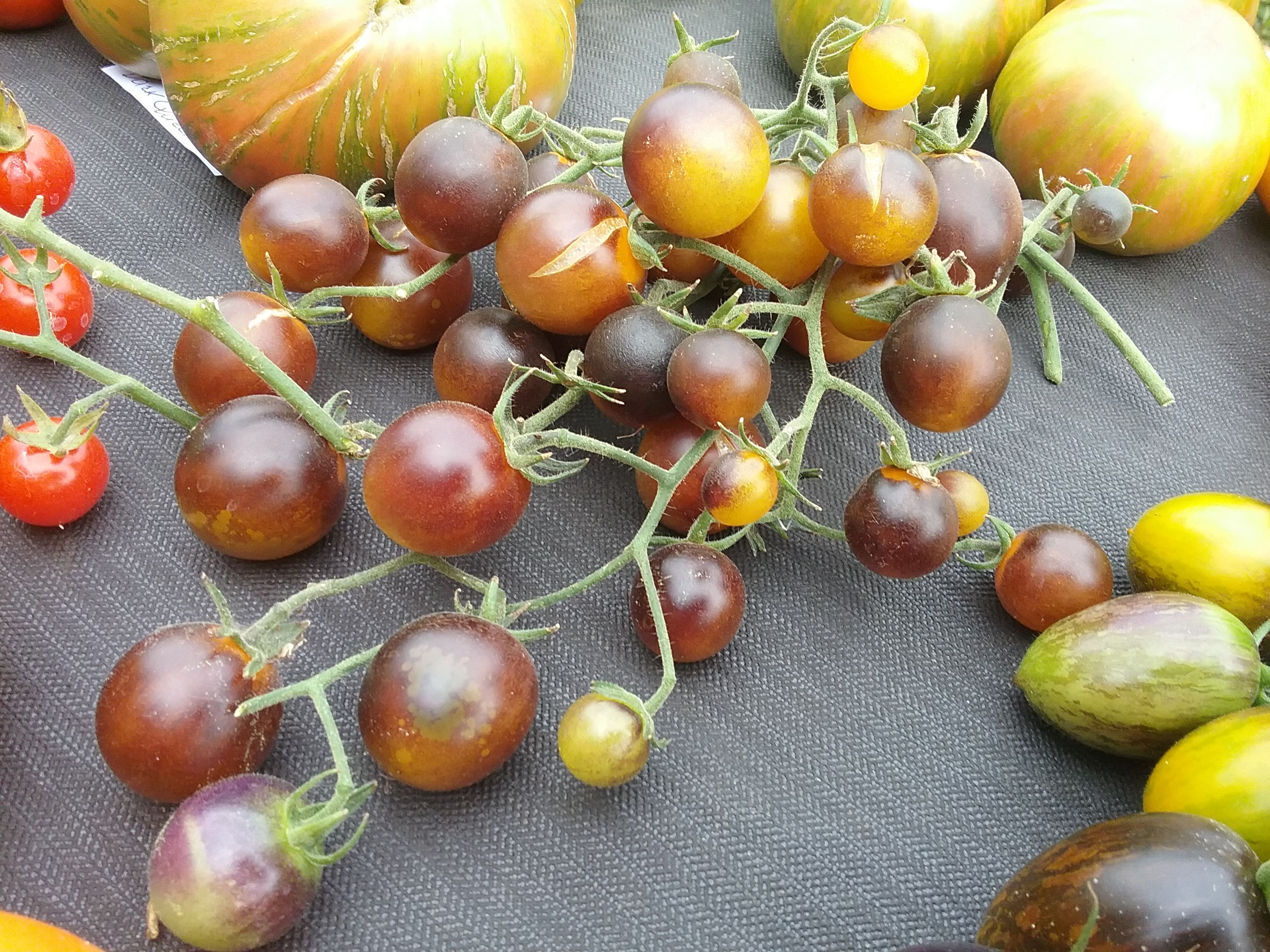 Индиго Кумкват