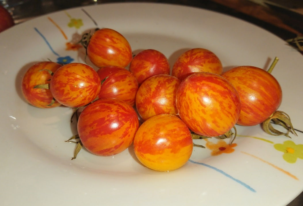 Розовый шмель