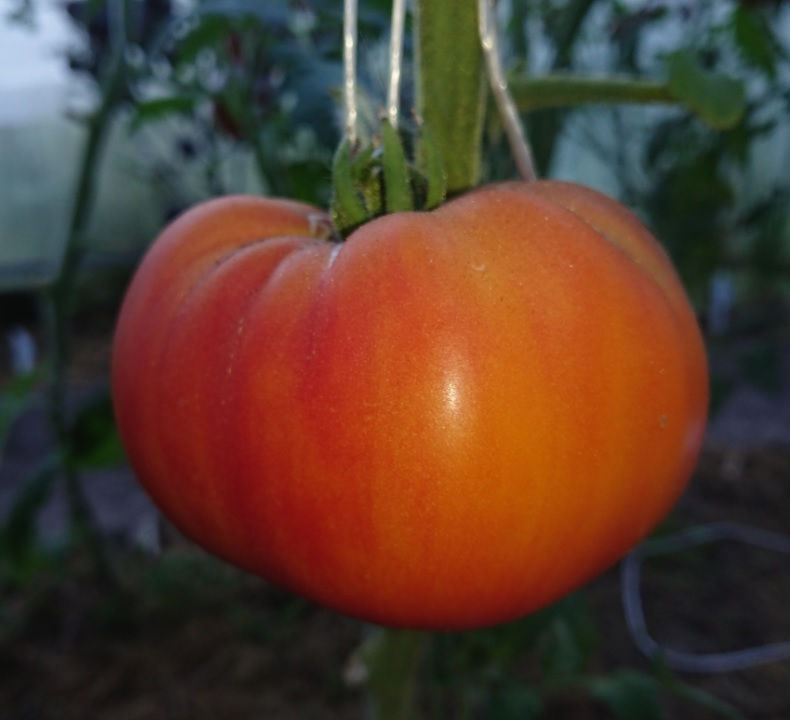 Миниатюра: Гном Фероковкай