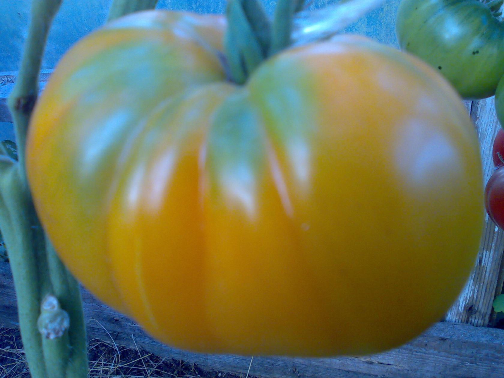 Золотая королева