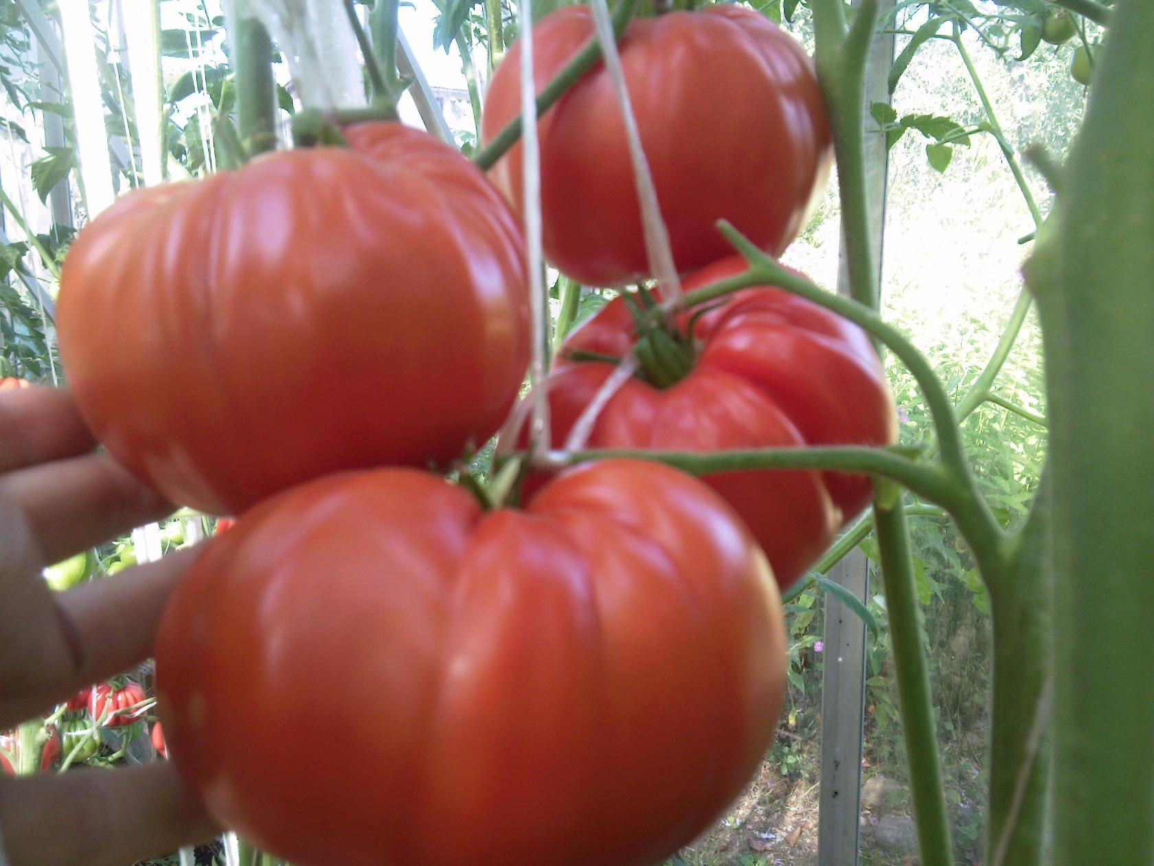 Минусинские яблочные