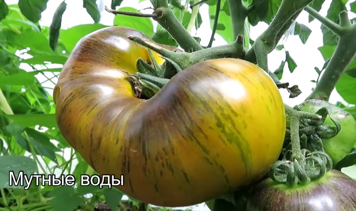 Мутные воды