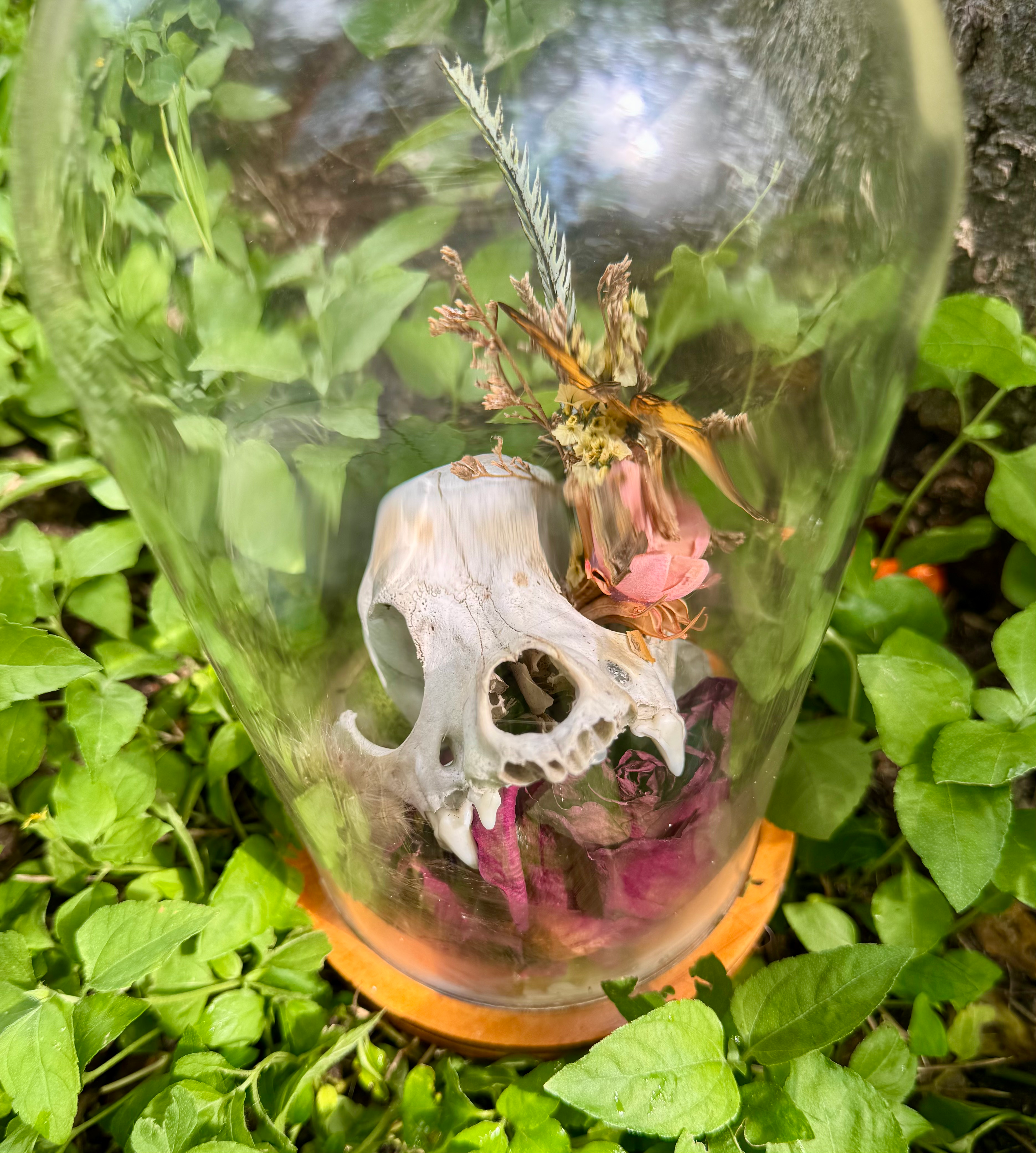 Spring canine skull in a glass cloche
