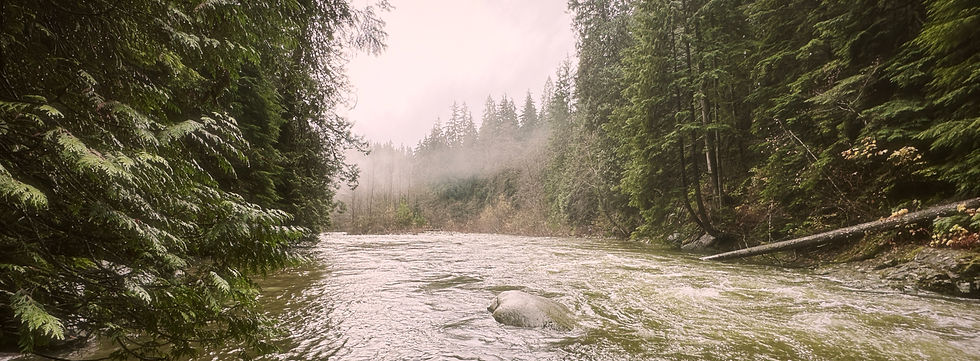 Panoramic shot of river running through dense forest at Lynn Canyon.