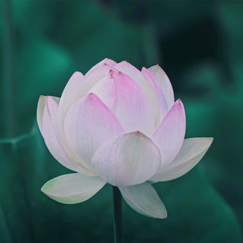 pink lotus flower