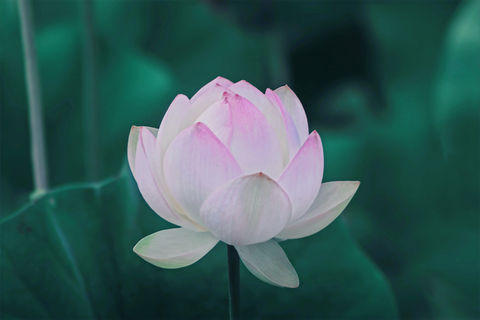pink lotus flower