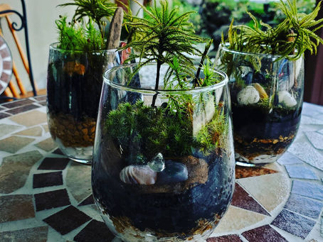 苔テラリウム制作体験