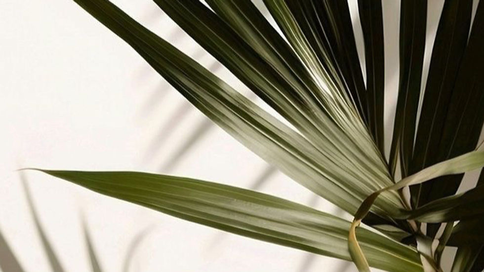 Palm tree