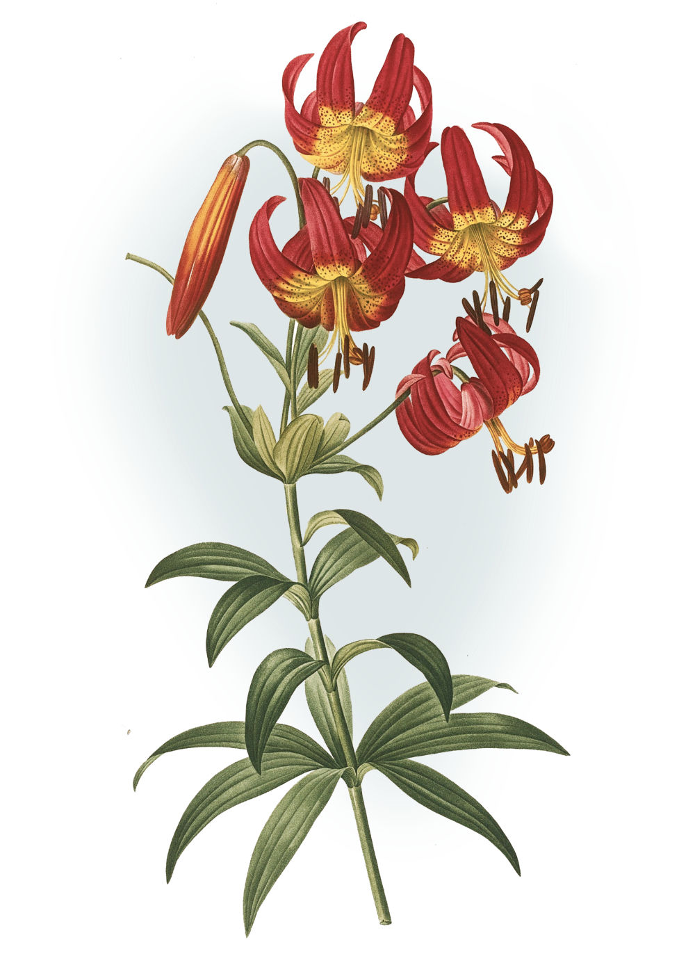 Tiger Lily