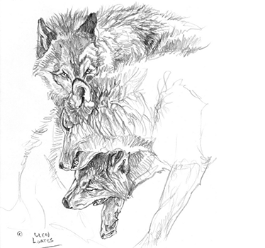 WILDLIFE