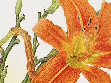 BOTANICAL
