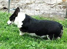 duchess rosie (10).jpg