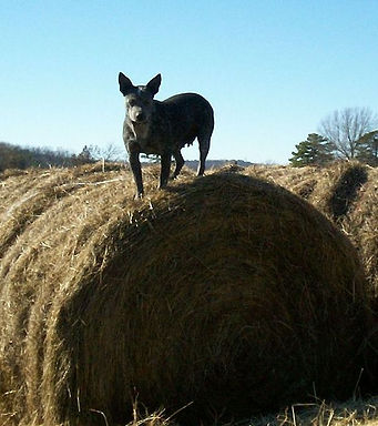 Australian Cattle Dog, Blue Heeler on hay